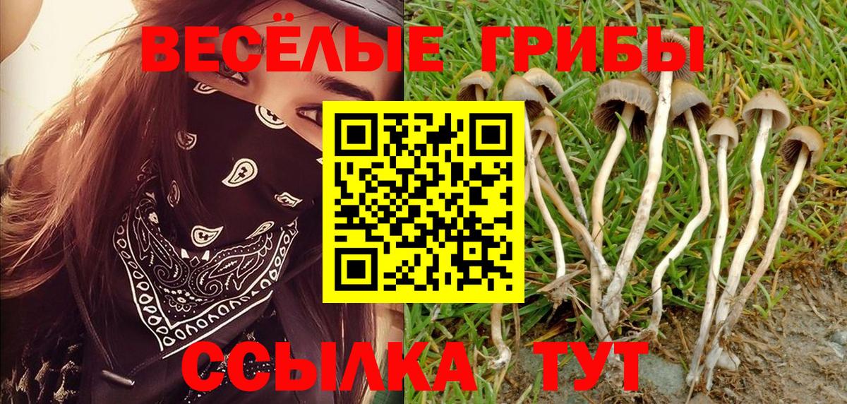 Псилоцибиновые грибы Cubensis Искитим